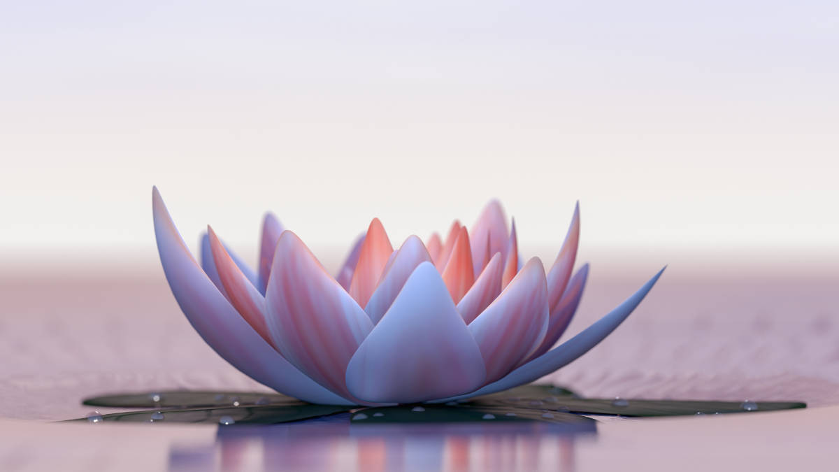 Lotusblüte